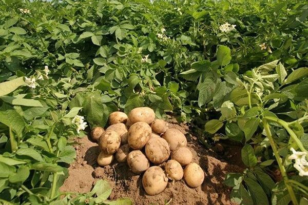 coltivazione--patate_ MOD