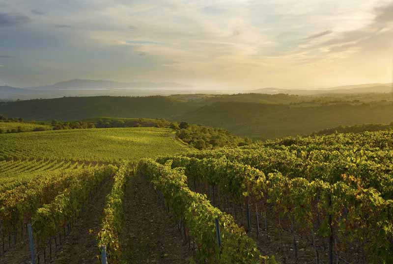 The Wines of Tuscany