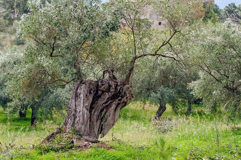 Camminata tra gli olivi 2018 