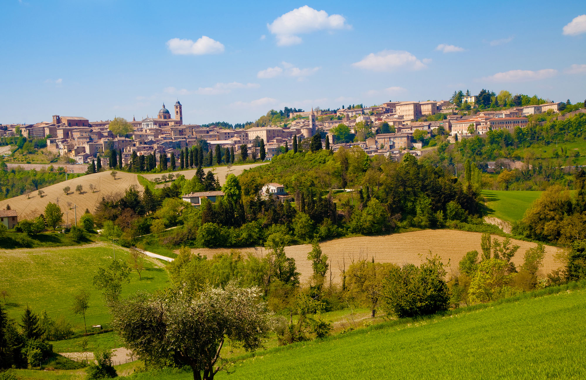 Casciotta di Urbino