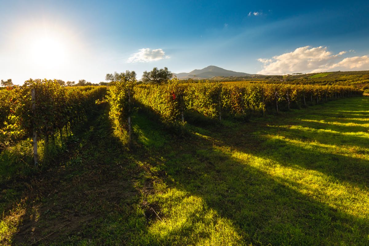 wine regions of italy