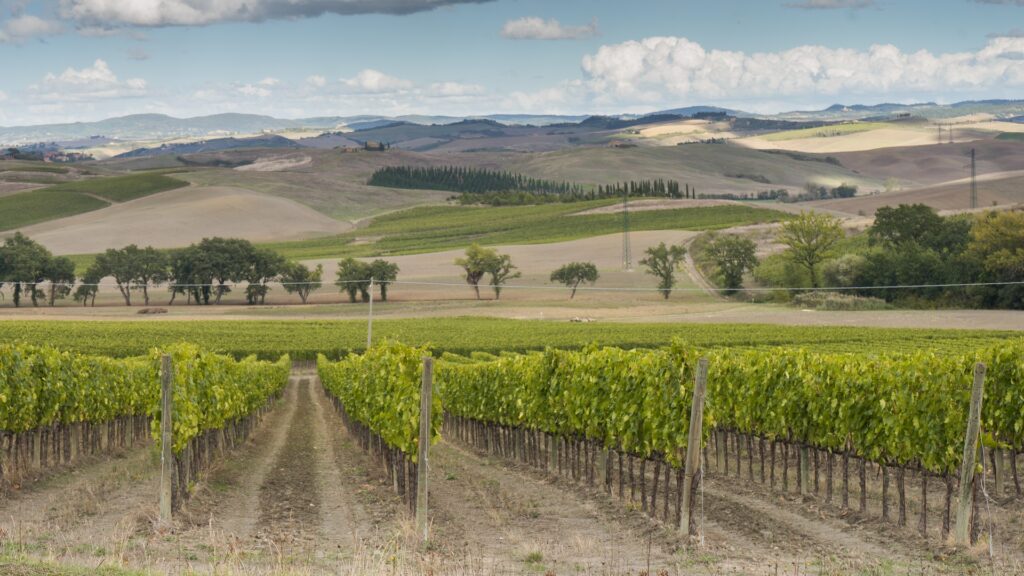 Brunello di Montalcino_vigneti